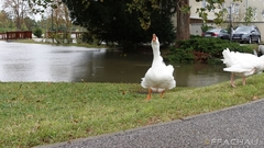 Bild: Hochwasser Achau